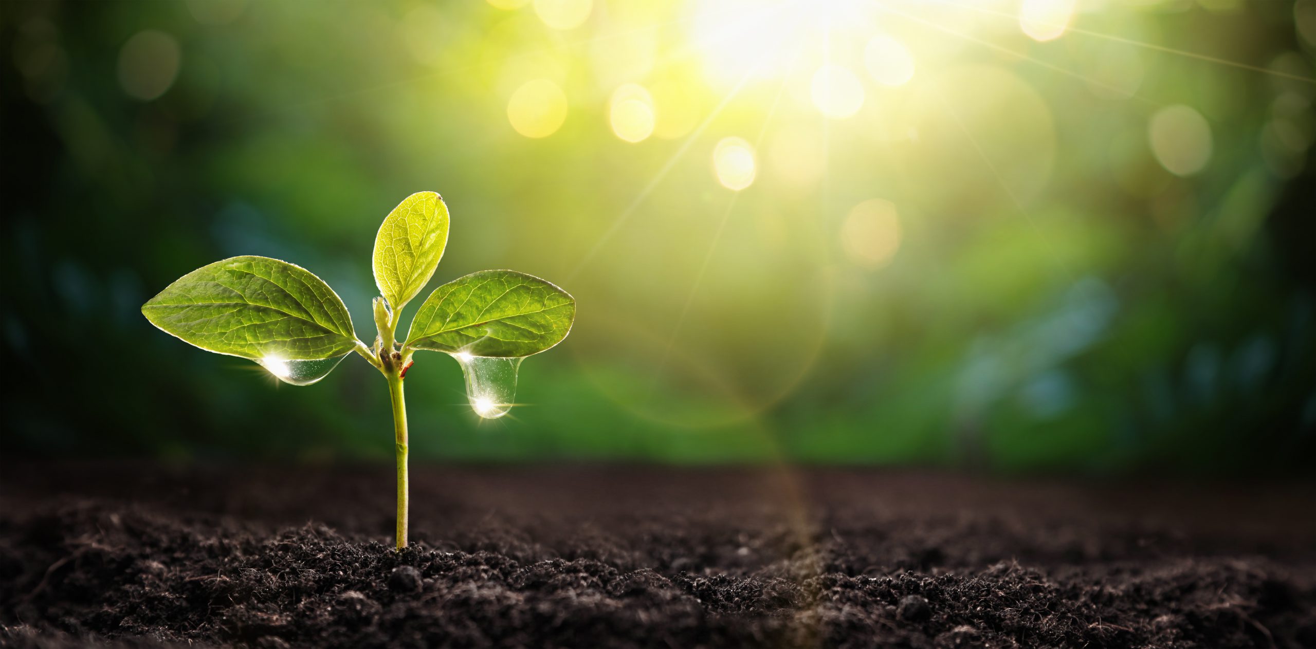 K-12 Perfect Storm: A White Paper on Why IT Systems Need “Care and Feeding”